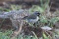 Black-throated Sparrow FtDavis Aug08 021
